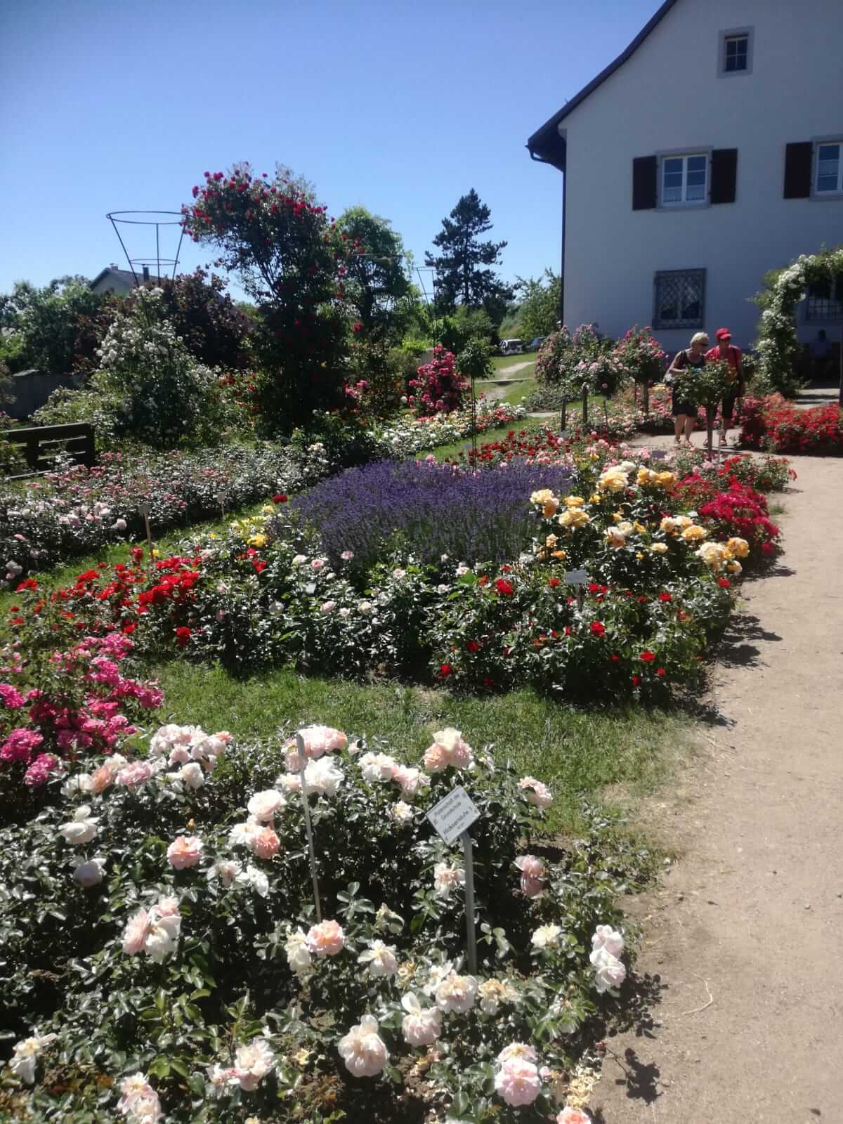 Halbtagesausflug Rosenblüte in Nöggenschwiel 2019 - bewundern und staunen